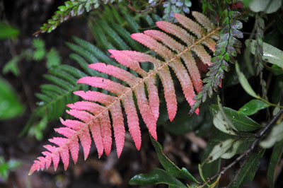 Pink Fern